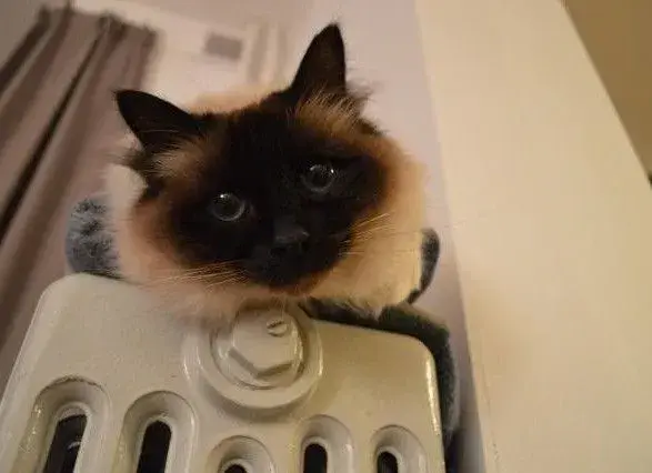 Близько 5% киян залишаються без гарячої води через аварії на мережах