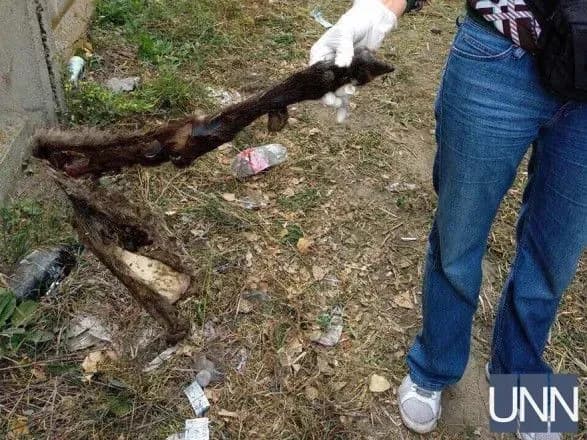 Фуру із вівцями, яких везуть на утилізацію, супроводжуватиме колона авто активістів