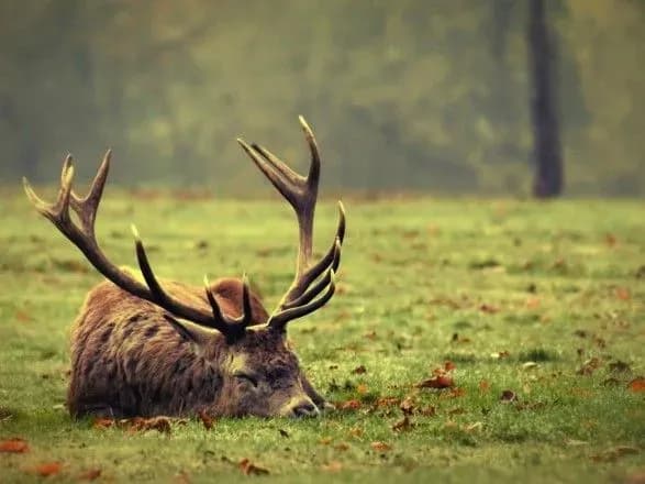 WWF: за 40 років на Землі зникли 60% диких тварин