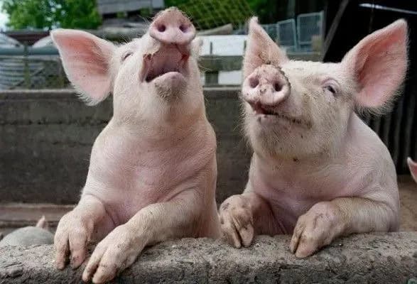 АЧС вразила ще один регіон Китаю