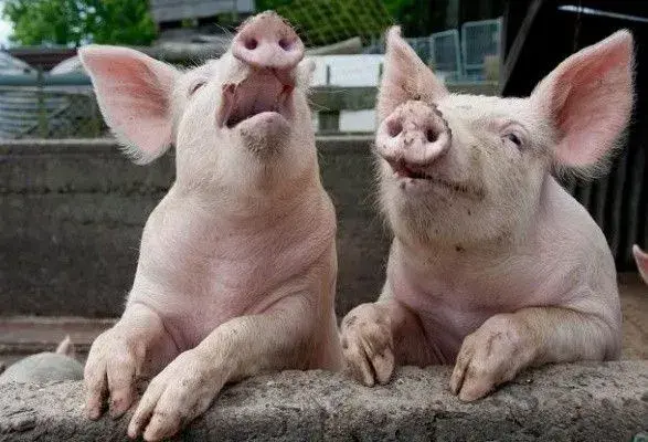 Страхование от рисков АЧС: в аграрном комитете ВР сделали заявление