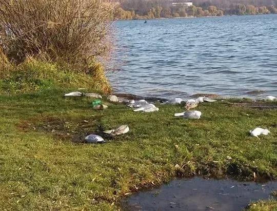 Майже дві сотні мертвих чайок знайшли під Тернополем
