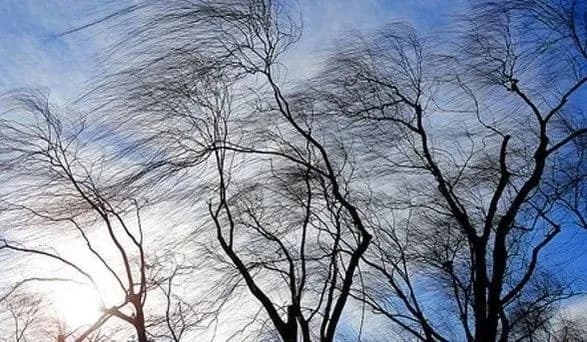 У Львові чоловік видерся на дерево, тікаючи від поліції