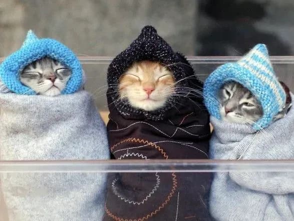 Сегодня в Украине ожидаются дожди и мокрый снег