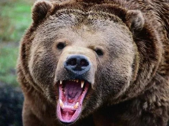 Жінка потрапила до лікарні через напад ведмедя