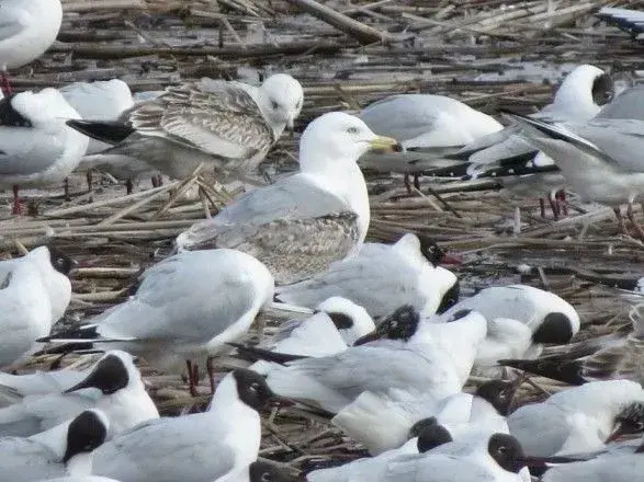 На ставок під Тернополем прилетіли хворі чайки