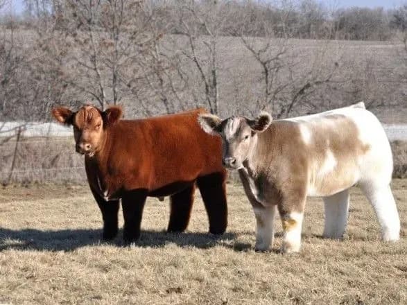 Швейцарці провалили одразу два референдуми