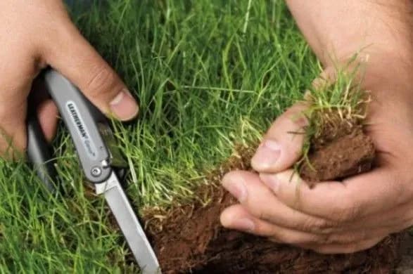 Аграрне рейдерство: де шукати захисту від земельного свавілля українському фермеру