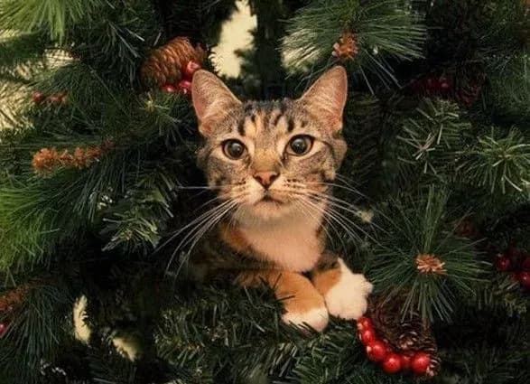 Новорічні ялинки продаватимуть із ступенем захисту