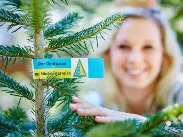 Головні лісники країни готують ялинки до зимових свят