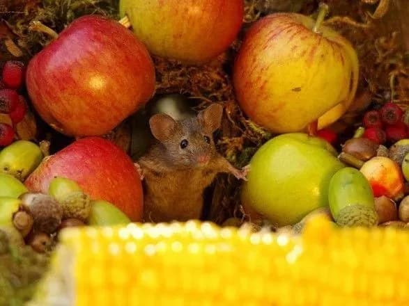 Британець збудував "містечко" для сім’ї мишенят