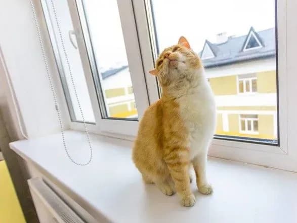 Порошенко впервые запостил в Facebook котика