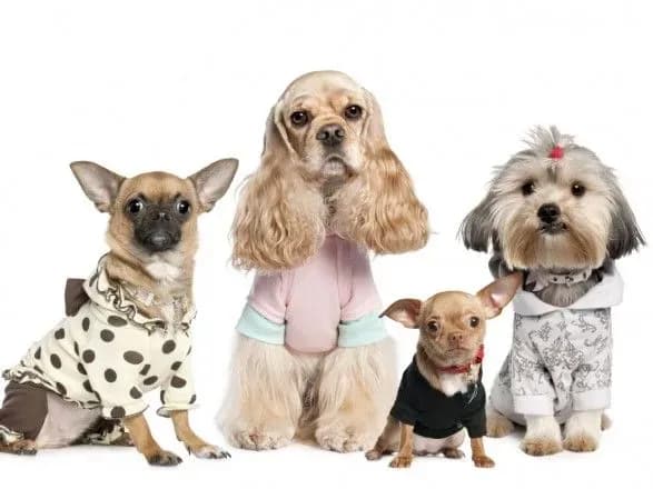 Тепло VS стиль: як вибрати одяг для домашньої тварини