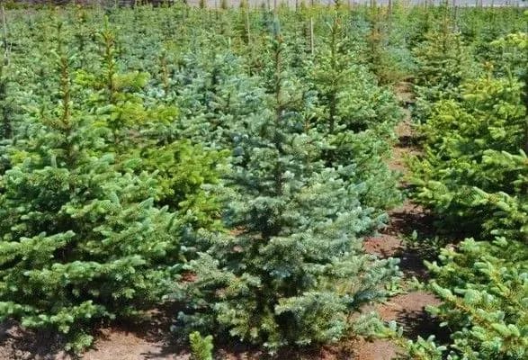 Держпродспоживслужба не буде перевіряти якість новорічних ялинок