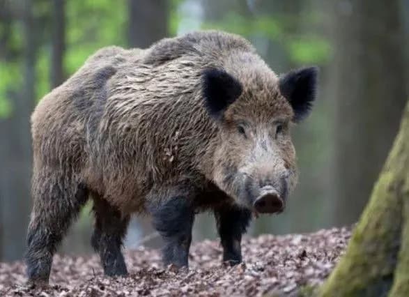 На Херсонщині зафіксовано перший випадок АЧС серед дикої фауни