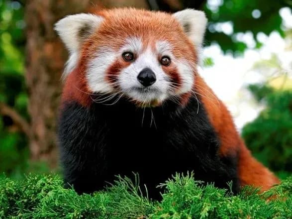 В США умерла редкая красная панда