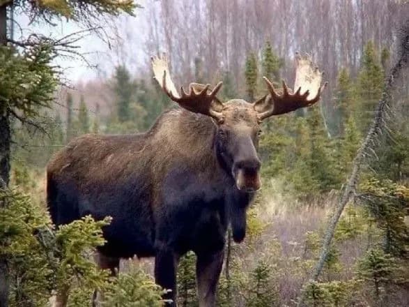 Мінприроди оскаржило рішення про виключення лося з Червоної книги