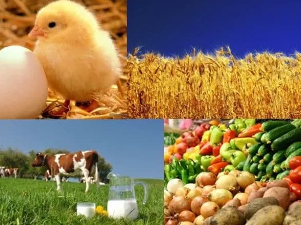 Мартинюк дав прогноз розвитку АПК на 2019 рік