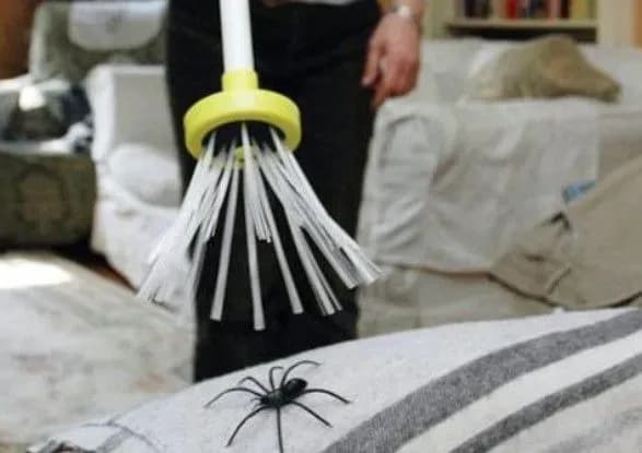 В Австралії поліція приїхала на виклик через чоловіка, який кричав на павука