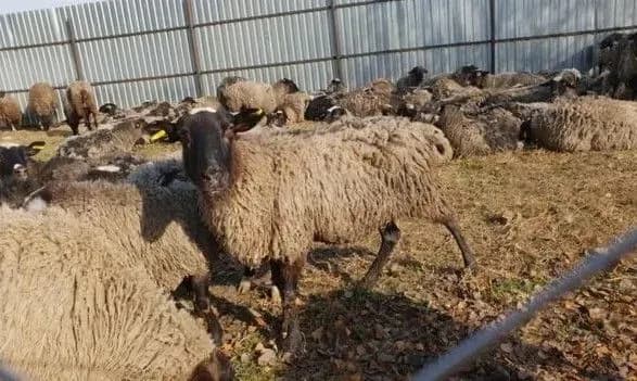 У Держпродспоживслужбі розповіли, хто відповів за знущання з овець