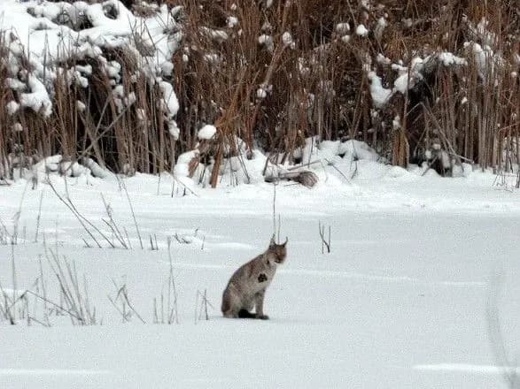 Рись, олені та дикі кабани: науковці показали мешканців Чорнобильського заповідника