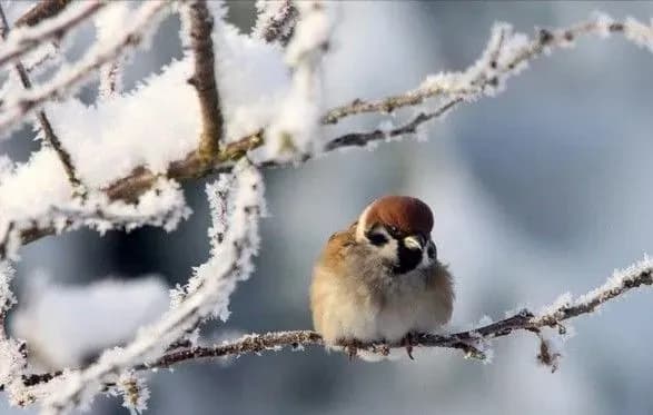 В Україні завтра очікується незначне потепління