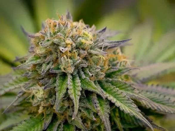 Маріупольський кримінальний авторитет демпінгував на продажі наркотиків