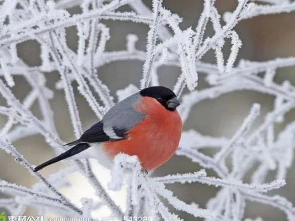 Сьогодні в Україні очікується до 5 градусів морозу