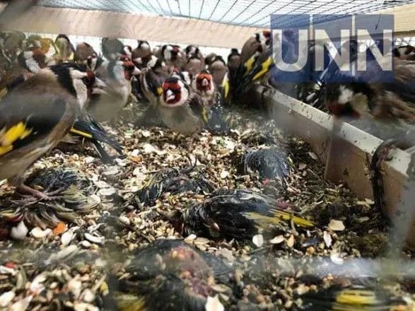 Затриманих у Борисполі щигликів випустять на волю