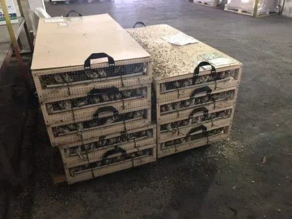 З України намагалися вивезти понад тисячу живих птахів