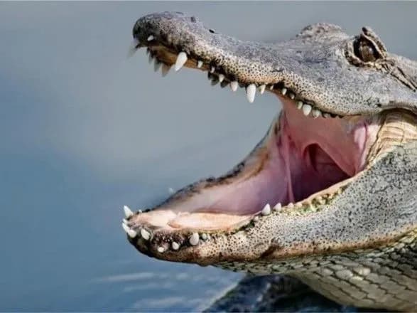 Американець, який живе з двома алігаторами, зареєстрував одного як "тварину емоційної підтримки"