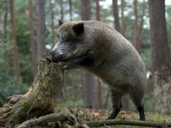 Боротьба з АЧС: за рік у Польщі хочуть відстрелити 200 тис. диких кабанів