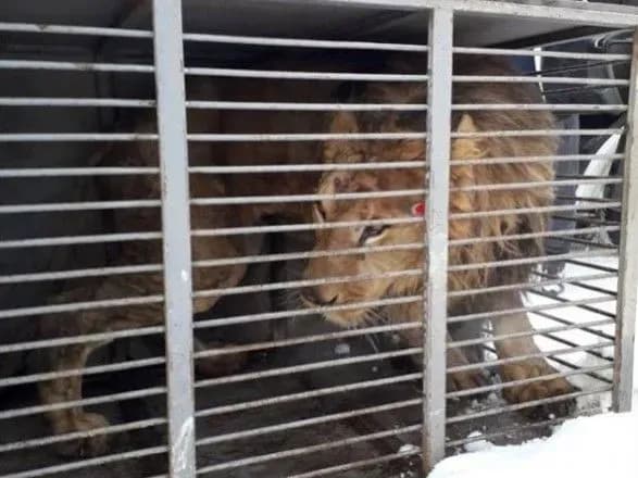Помер лев, якого вивезли зі звіринця у Покровську