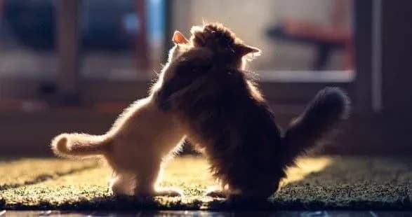 Сьогодні у світі відзначають День обіймів