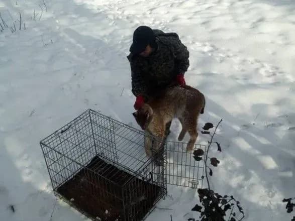 У Житомирі на території медцентру спіймали рись