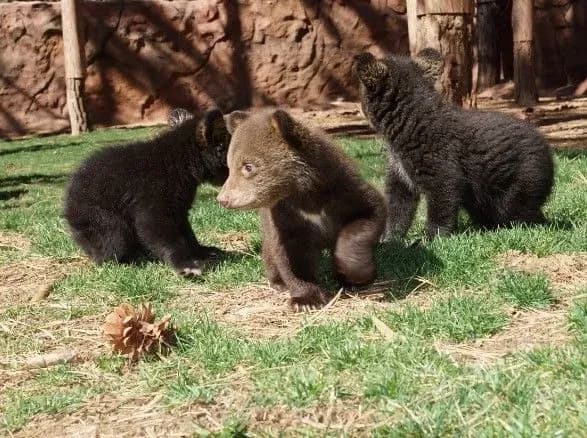 Американця посадили у в'язницю за вбивство ведмедів
