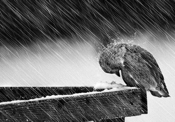 У Києві завтра очікують дощ зі снігом