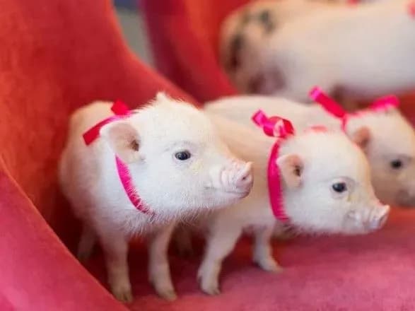 Год Свиньи будет удачным для трудолюбивых и семейных – астролог