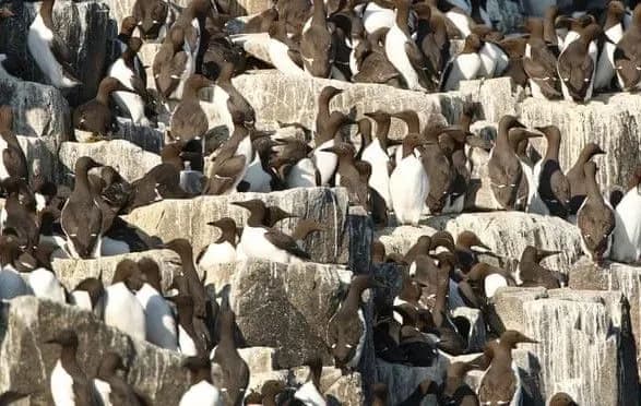 Біля берегів Нідерландів померло близько 20 тисяч птахів