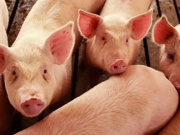 Спалах свинячої холери охопив в Японії п'ять префектур