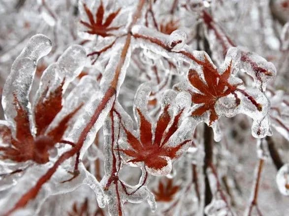 Через шторм 55 тисяч канадців залишилися без світла