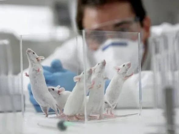 Від вживання снеків осліпли, облисіли та померли піддослідні миші