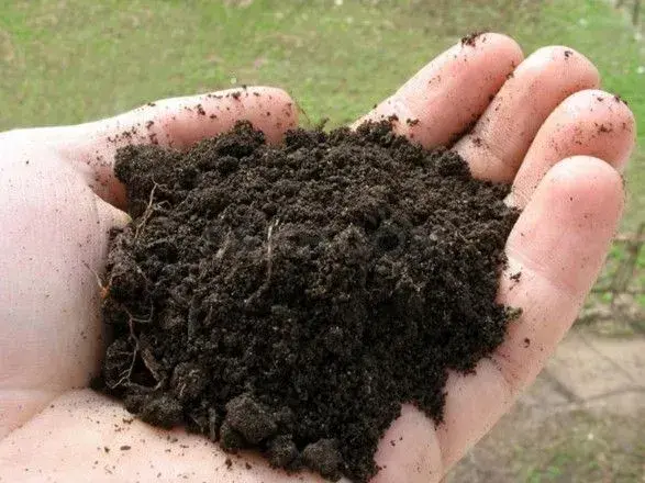 Екс-директор "Житомирторф" незаконно видобував торф