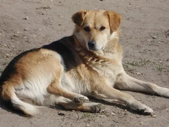 У Чернівцях відкрили кримінальне провадження через вбивство собак