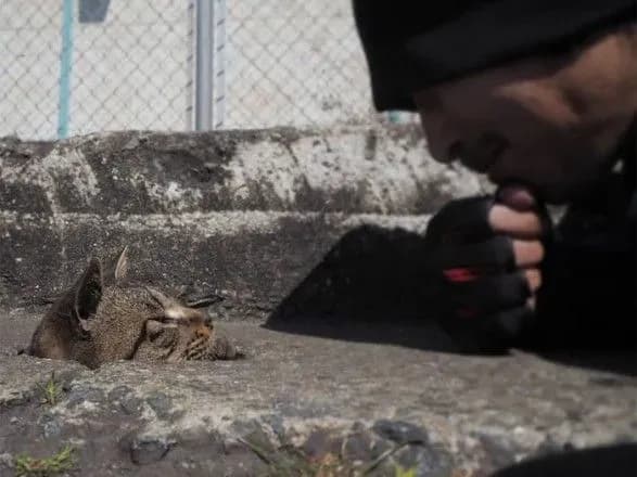 Японські коти знайшли нове застосування діркам в асфальті