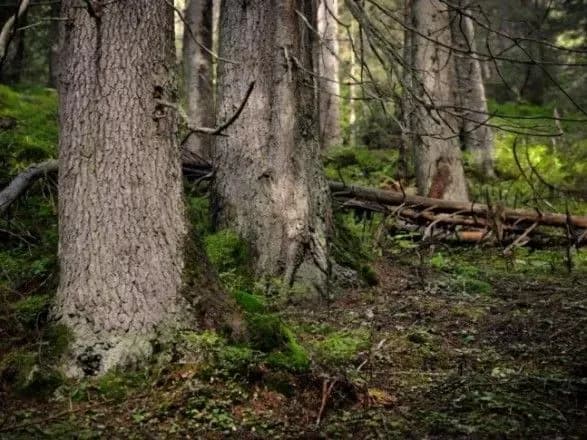 Под новые национальные природные парки в Украине отдали более 32 тыс. Га