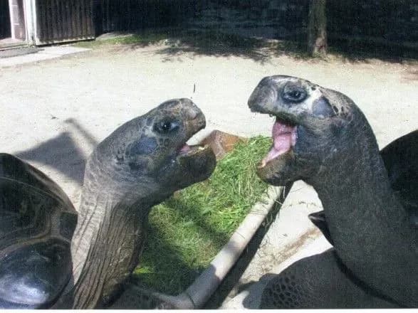 В Австралії розійшлася пара черепах, яка зустрічалася майже 100 років