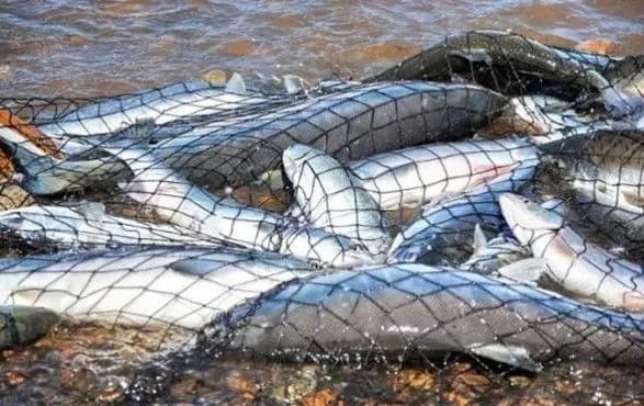 Держрибагенство України підтвердило підписання угоди з РФ про вилов риби в Азові