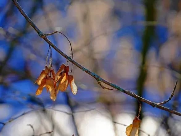 В Україні сьогодні без істотних опадів