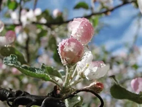 Завтра в Україні до 11 градусів тепла